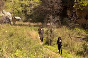 mersİn bÜyÜkŞehİr ‘kİlİkya ultra maratonu’nun tanitim koŞusunu dÜzenledİ (4)