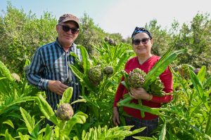 mersİn bÜyÜkŞehİr’İn engİnar yumrusu desteĞİ İlk hasadini verdİ (1)