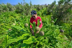 mersİn bÜyÜkŞehİr’İn engİnar yumrusu desteĞİ İlk hasadini verdİ (2)