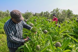 mersİn bÜyÜkŞehİr’İn engİnar yumrusu desteĞİ İlk hasadini verdİ (3)